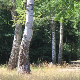 Die Waldbestattung
